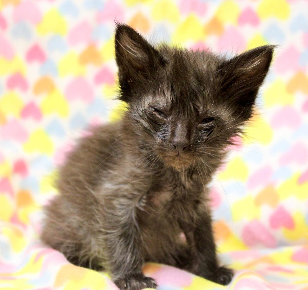 Mars, Adoptable, Kitten Male Domestic Short Hair.