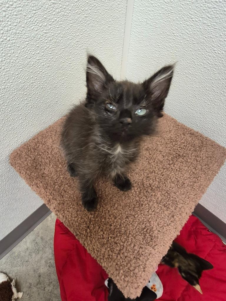 Mars, a Adoptable mixed breed in Clinton, SC image 3/3