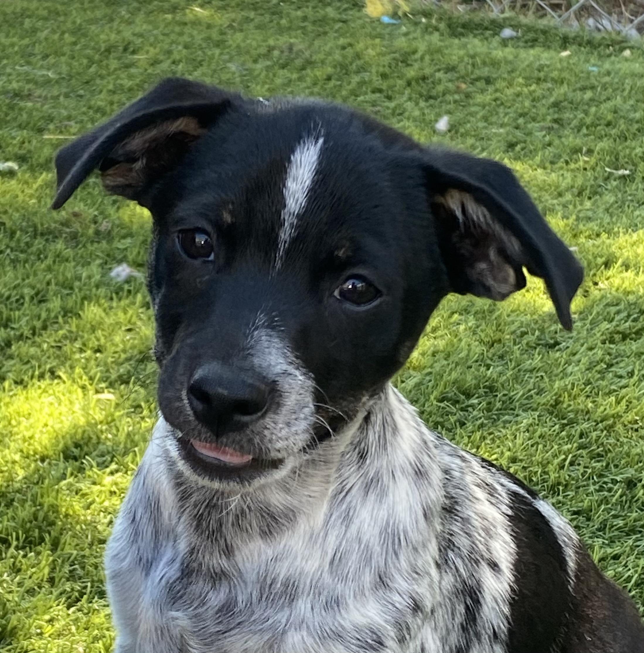 Enlarge Mars, a Adoptable mixed breed in Longmont, CO image 1/1