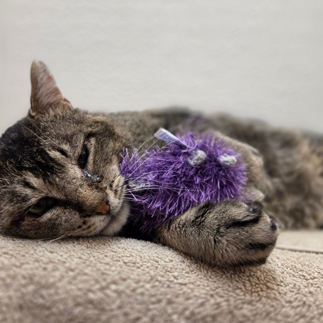 Enlarge Hunk, a Adoptable Domestic Short Hair in Glenwood Springs, CO image 1/6