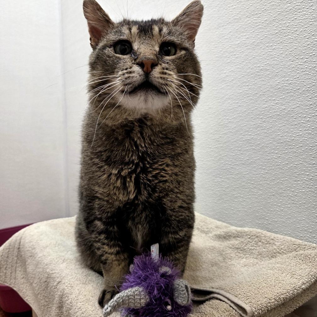 Enlarge Hunk, a Adoptable Domestic Short Hair in Glenwood Springs, CO image 2/6