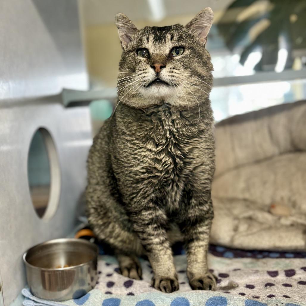Enlarge Hunk, a Adoptable Domestic Short Hair in Glenwood Springs, CO image 3/6
