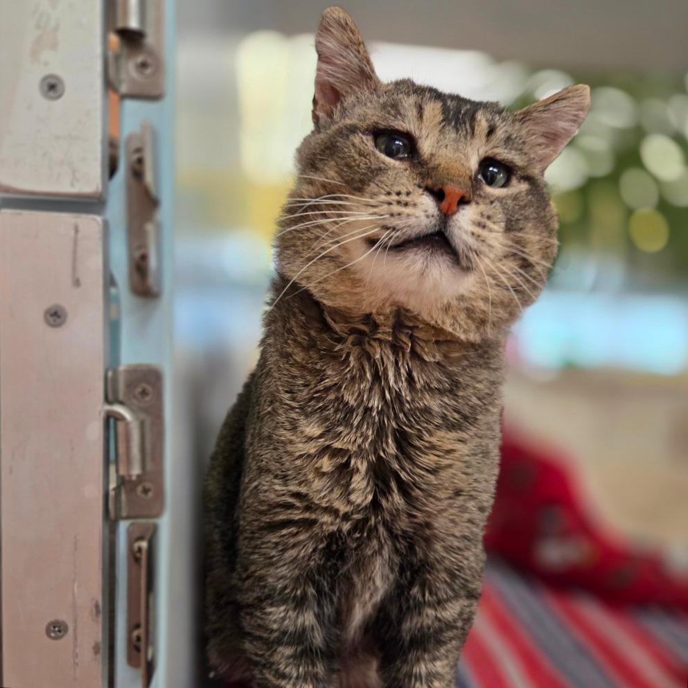 Enlarge Hunk, a Adoptable Domestic Short Hair in Glenwood Springs, CO image 4/6