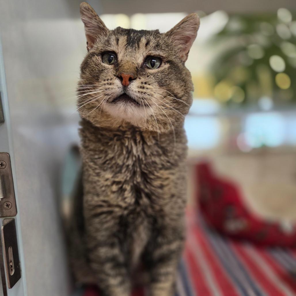 Enlarge Hunk, a Adoptable Domestic Short Hair in Glenwood Springs, CO image 5/6