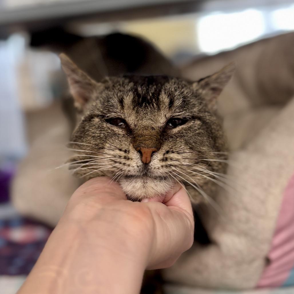 Enlarge Hunk, a Adoptable Domestic Short Hair in Glenwood Springs, CO image 6/6