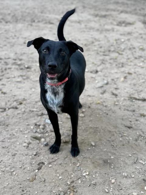 Enlarge Skye, a Adoptable mixed breed in Lindenhurst, NY image 1/2