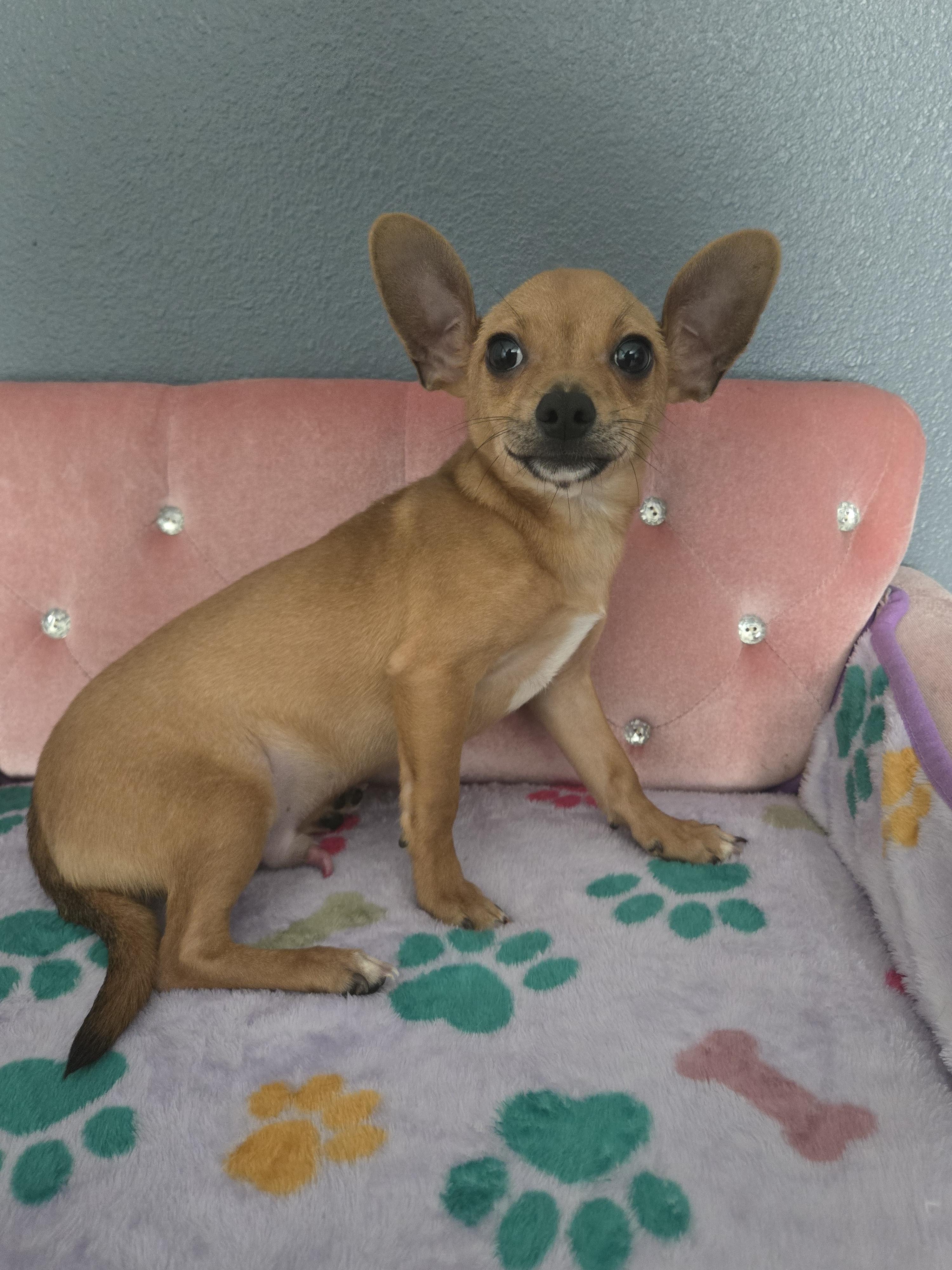 Enlarge Benny , a Adoptable mixed breed in Corpus Christi, TX image 2/2