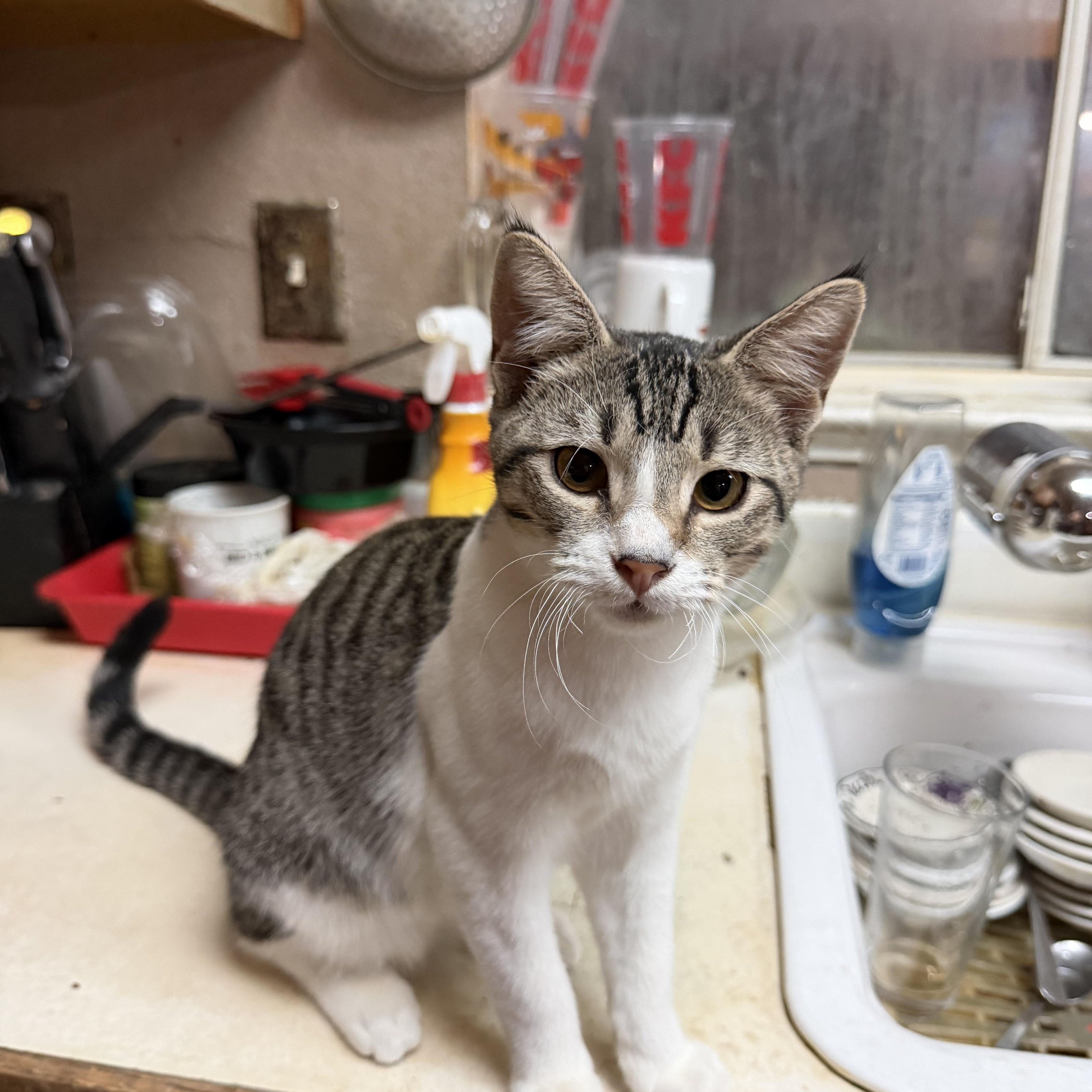 Larry, Adoptable, Young Male Domestic Short Hair & Tabby.