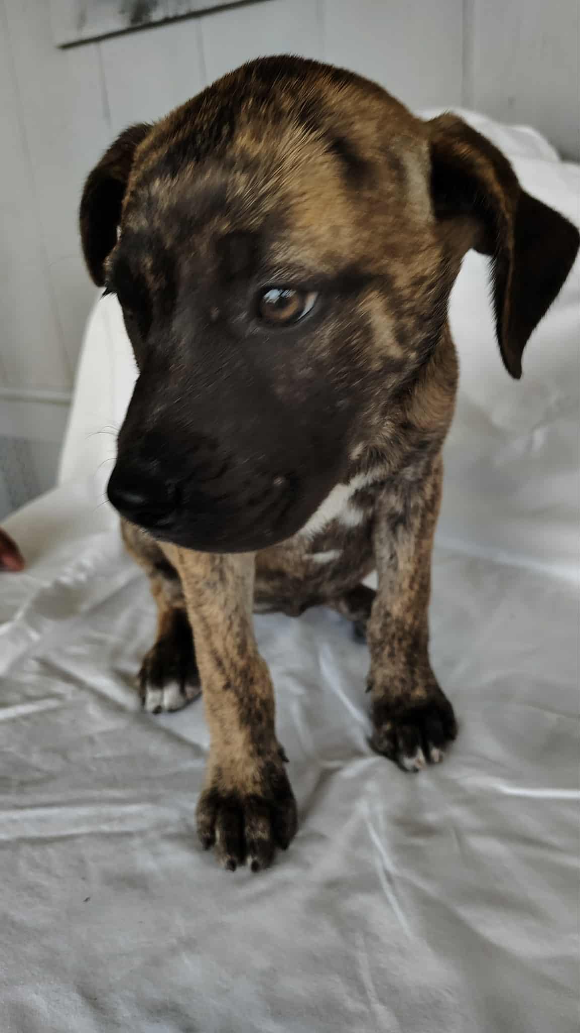 Nova , an adopted mixed breed in Barkhamsted, CT image 1/2