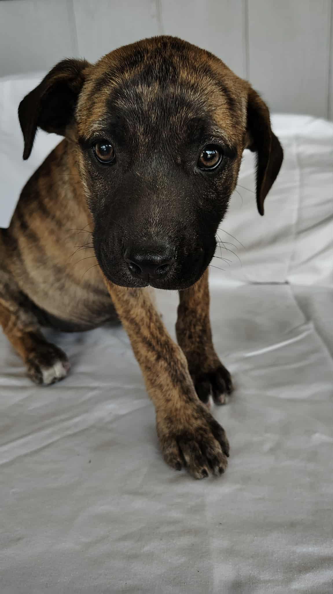Nova , an adopted mixed breed in Barkhamsted, CT image 2/2