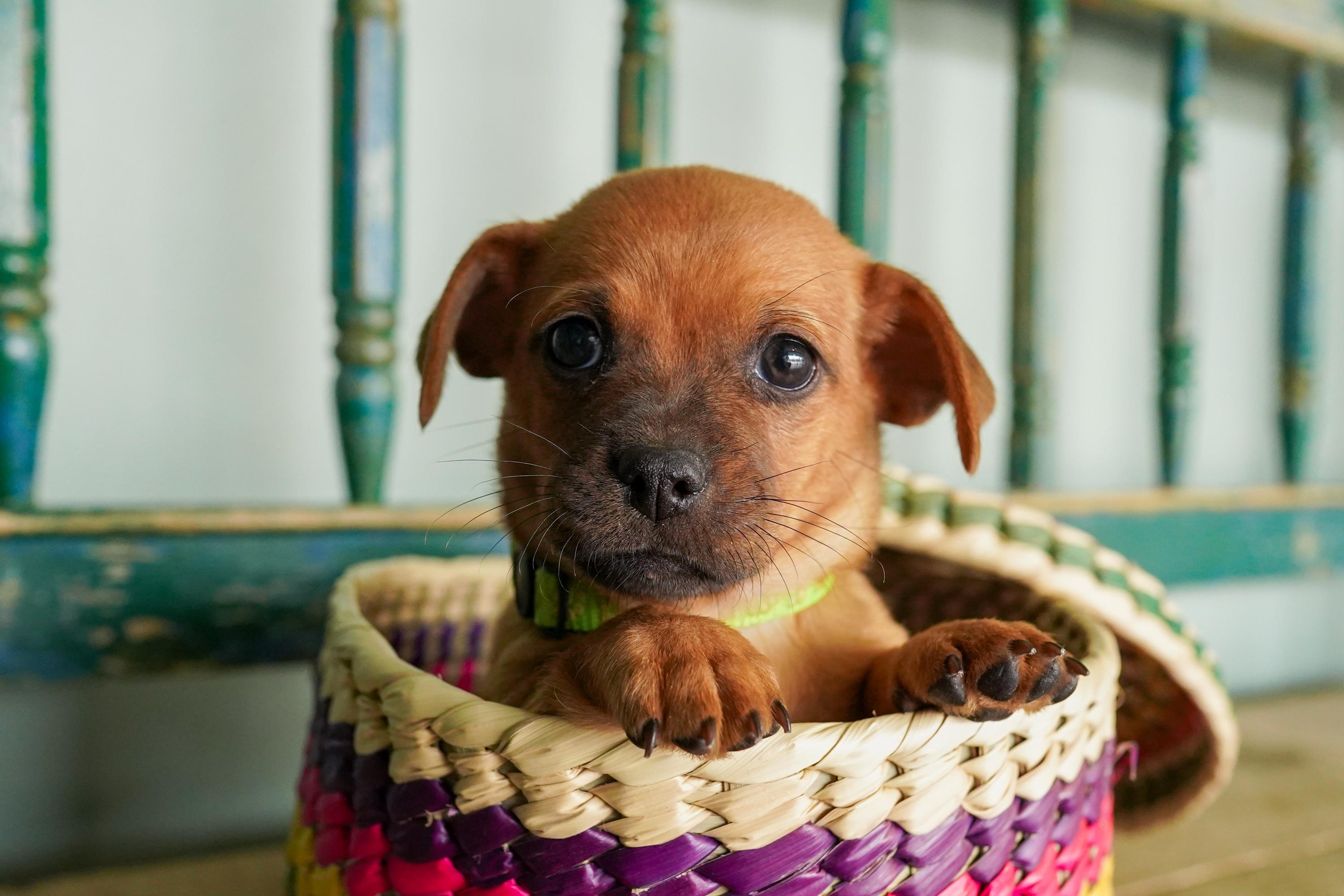 Cebolla, Baby Male Chihuahua
