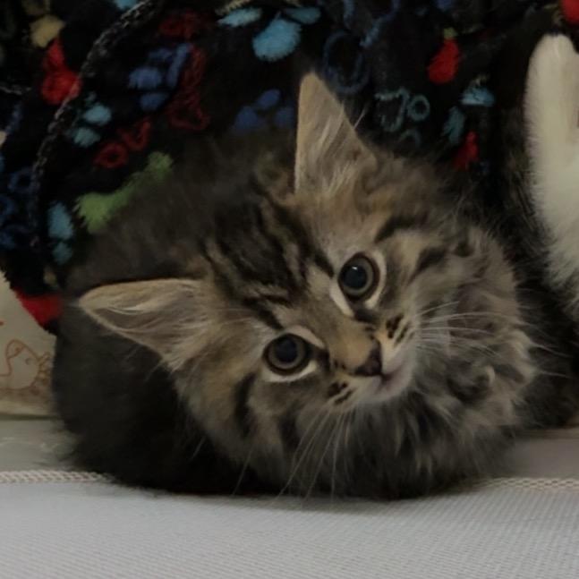 Enlarge Madonna, a Adoptable Domestic Long Hair in North Canton, OH image 1/1