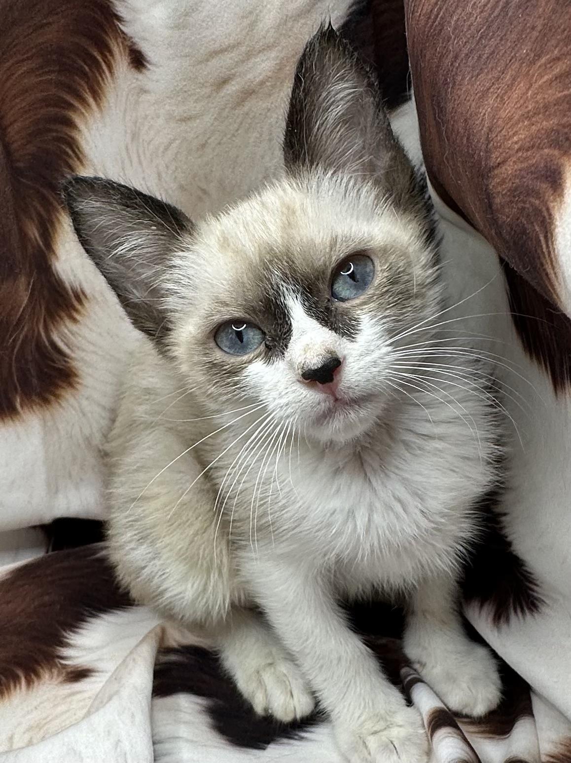 Enlarge Guaropo, an adopted Siamese in Poway, CA image 1/1