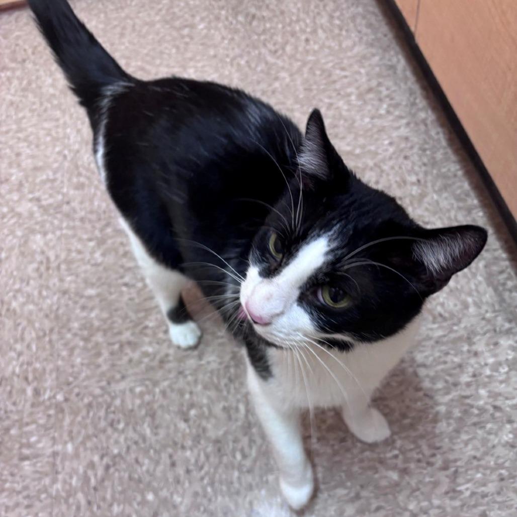 Enlarge Costello, a Adoptable Domestic Short Hair in East Hanover, NJ image 1/2