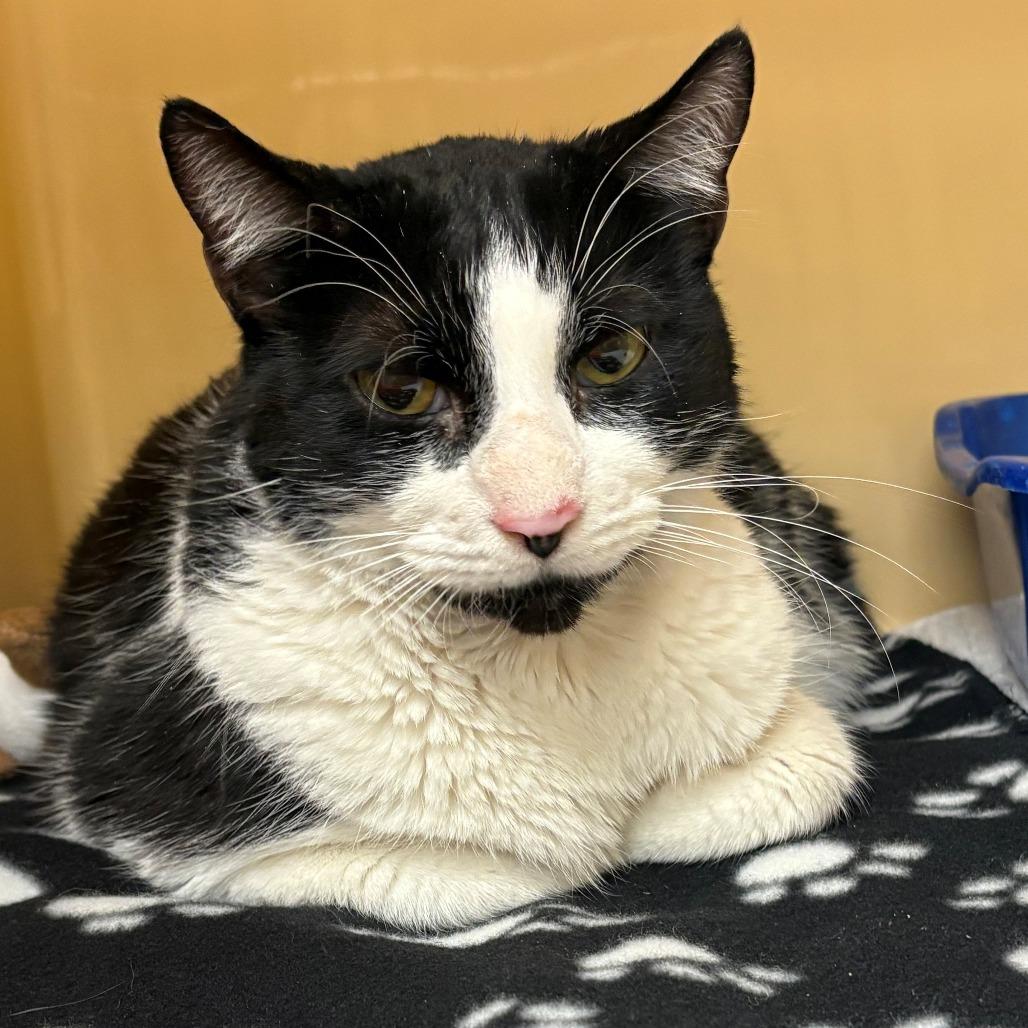 Costello, Adoptable, Adult Male Domestic Short Hair.