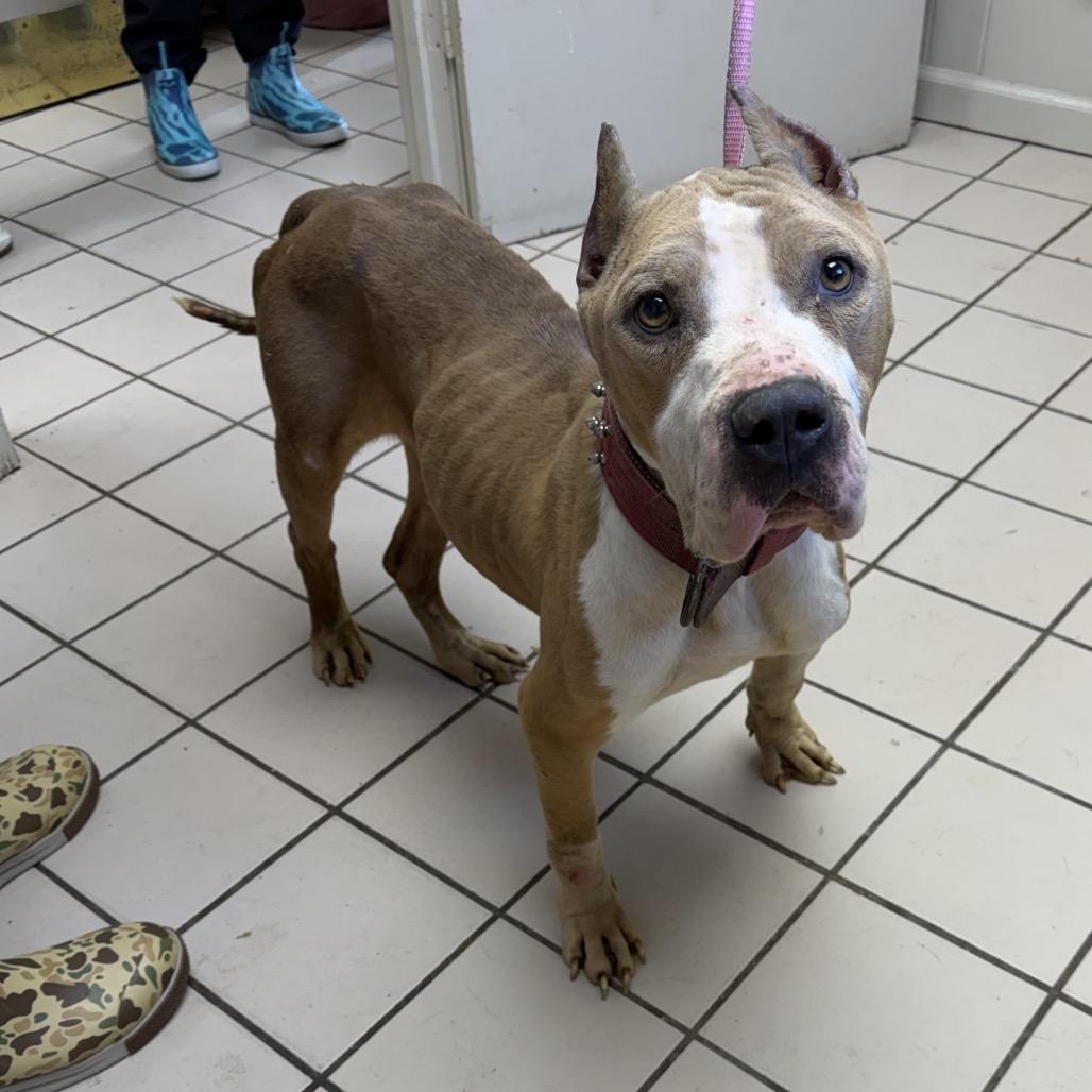 Peaches — thumbnail 2