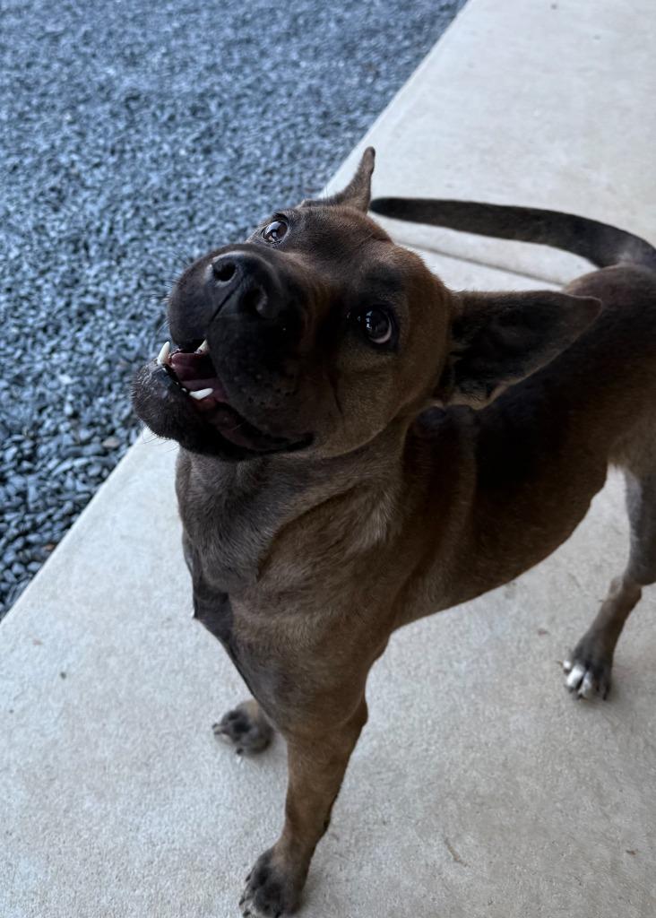 Coke, Adoptable, Young Female Mixed Breed.