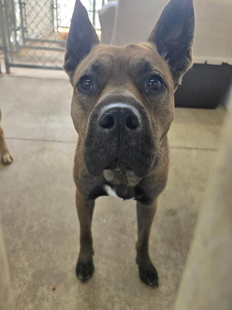 Enlarge Coke, a Adoptable mixed breed in Mount Gilead, NC image 2/5