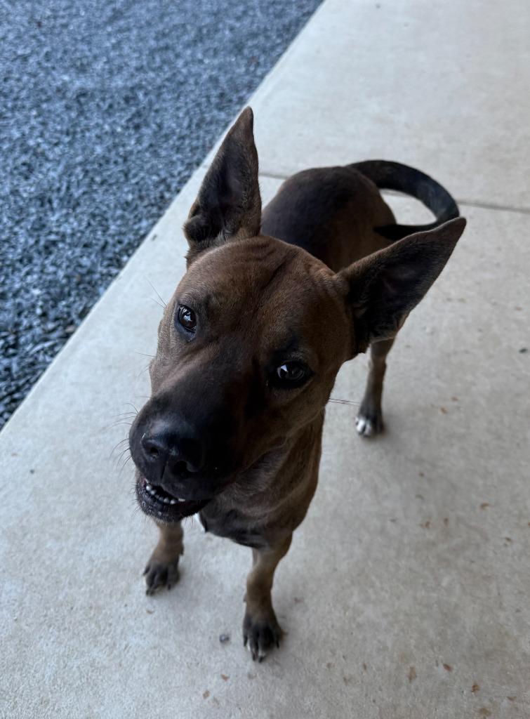 Enlarge Coke, a Adoptable mixed breed in Mount Gilead, NC image 3/5