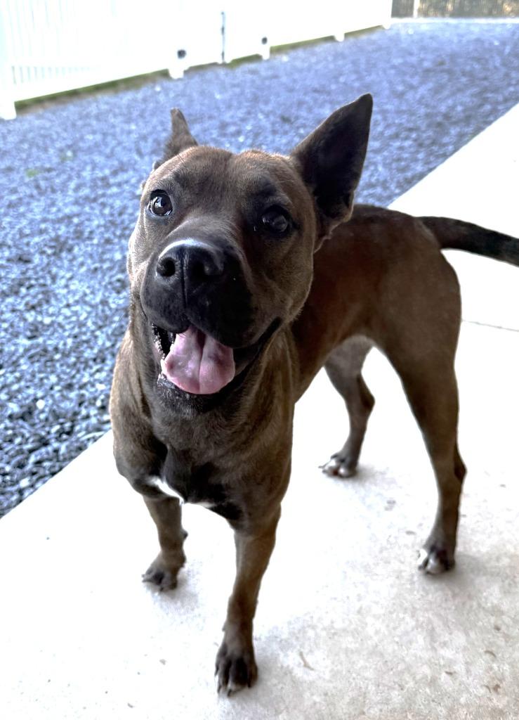 Enlarge Coke, a Adoptable mixed breed in Mount Gilead, NC image 4/5