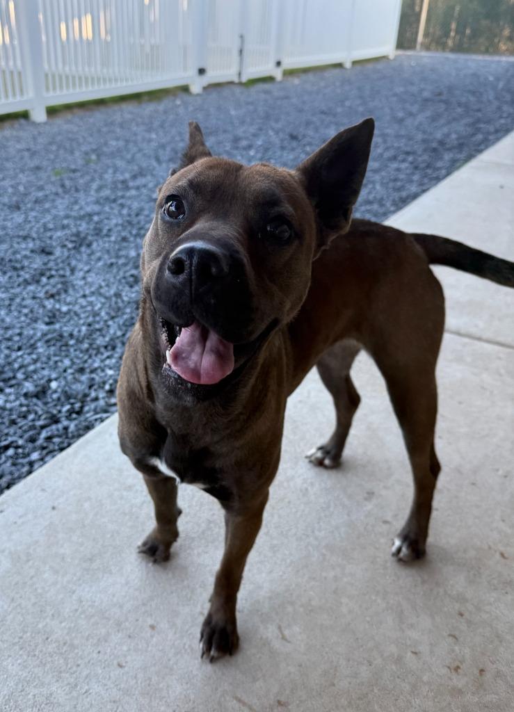 Enlarge Coke, a Adoptable mixed breed in Mount Gilead, NC image 5/5