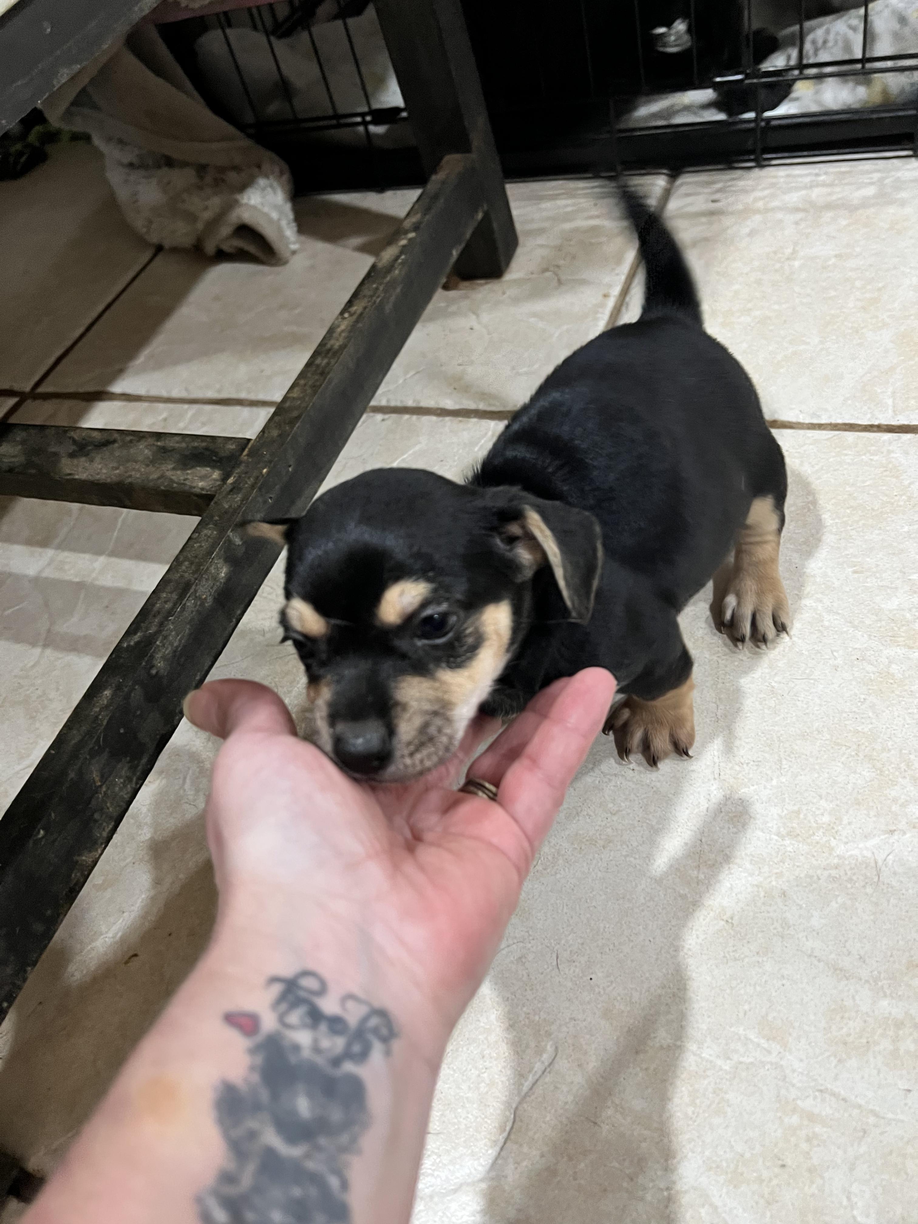 Enlarge Frankie, a ADOPTABLE mixed breed in PITTSBURGH, PA image 2/2