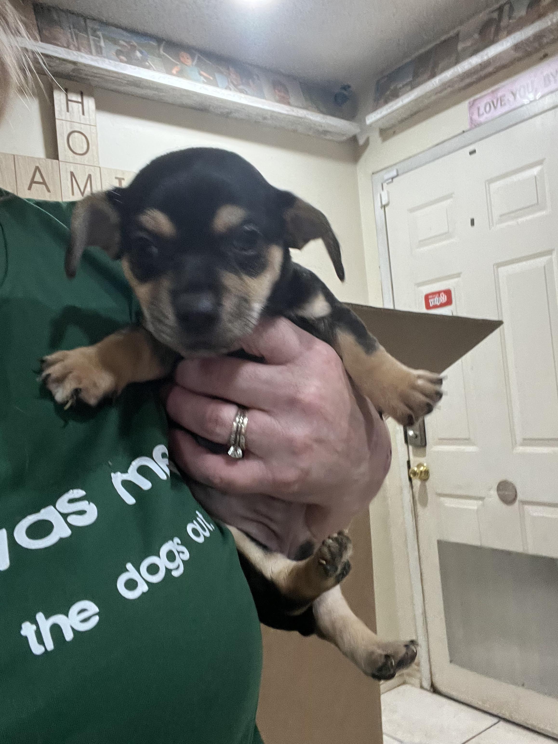 Enlarge Frankie, a ADOPTABLE mixed breed in PITTSBURGH, PA image 1/2