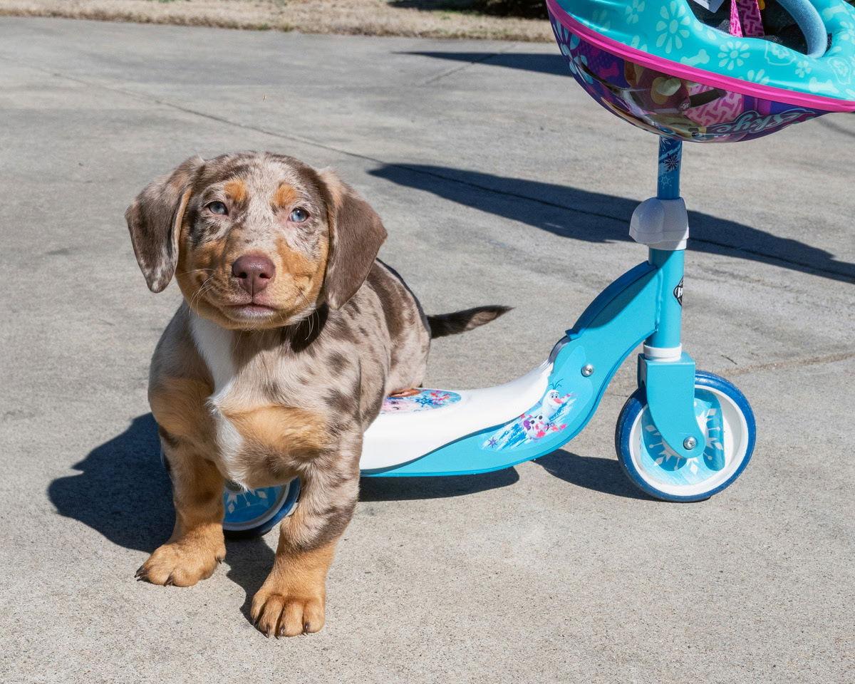 Enlarge PUPPY TRIPP  BEST BUDDLER EVER, a Adopted mixed breed in Franklin, TN image 1/3