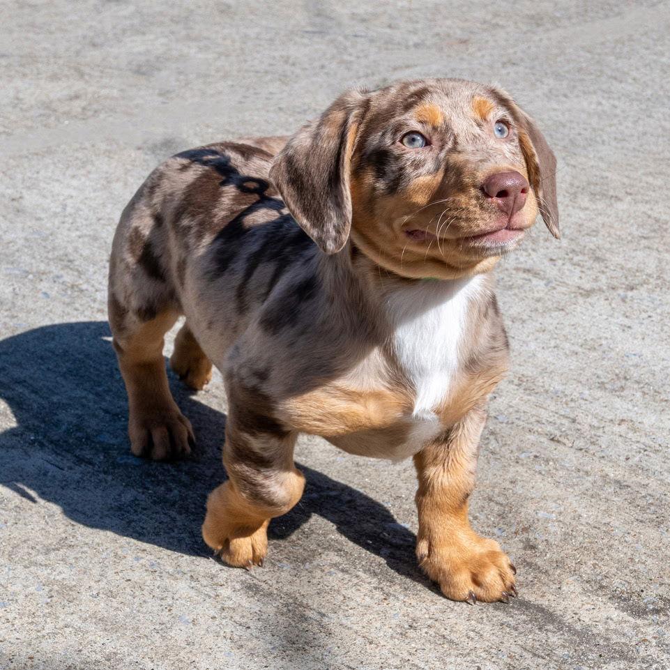 Enlarge PUPPY TRIPP  BEST BUDDLER EVER, a Adopted mixed breed in Franklin, TN image 2/3