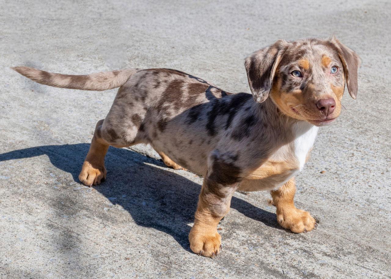 Enlarge PUPPY TRIPP  BEST BUDDLER EVER, a Adopted mixed breed in Franklin, TN image 3/3
