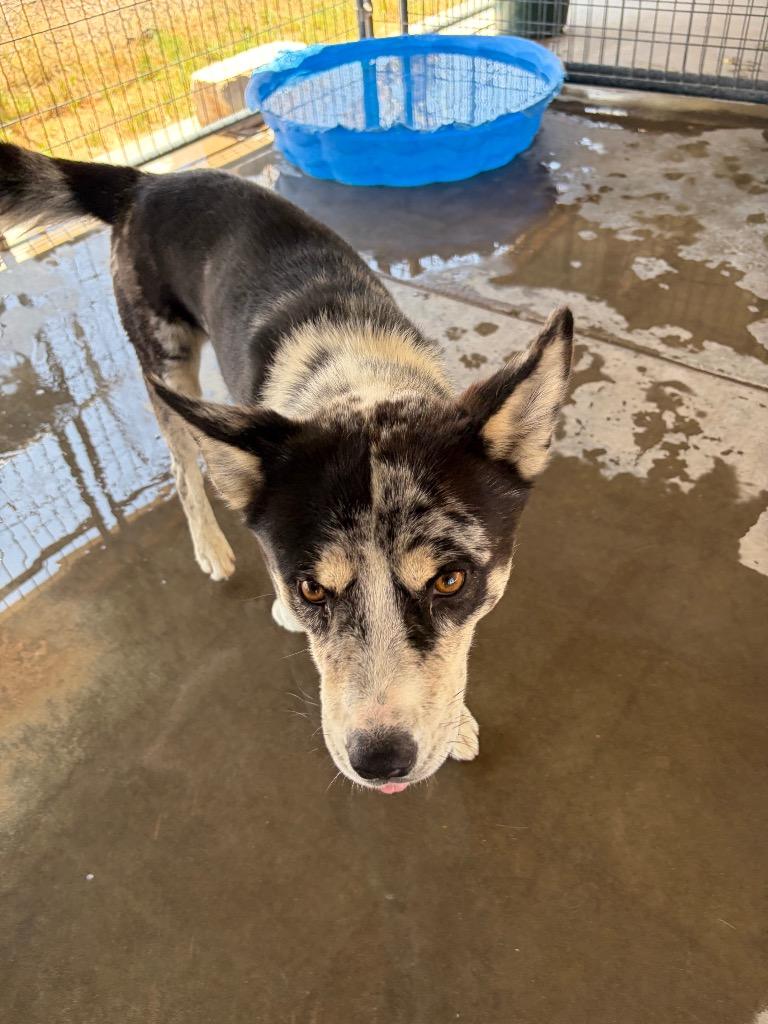 Enlarge Rocket, a Adoptable Catahoula Leopard Dog in Big Spring, TX image 1/1