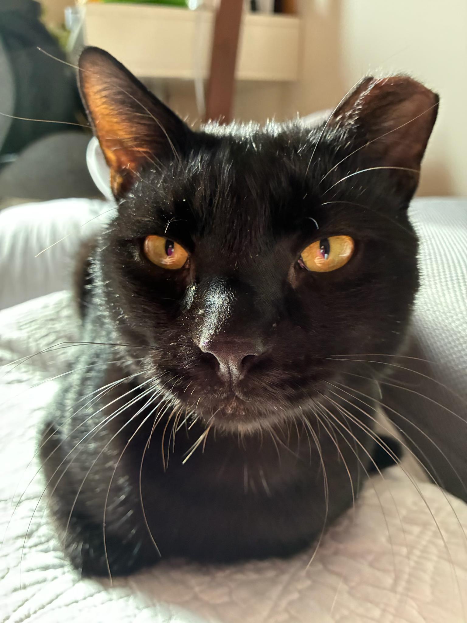 Pumpkin Seed, a Adoptable Domestic Short Hair in Brooklyn, NY image 5/6