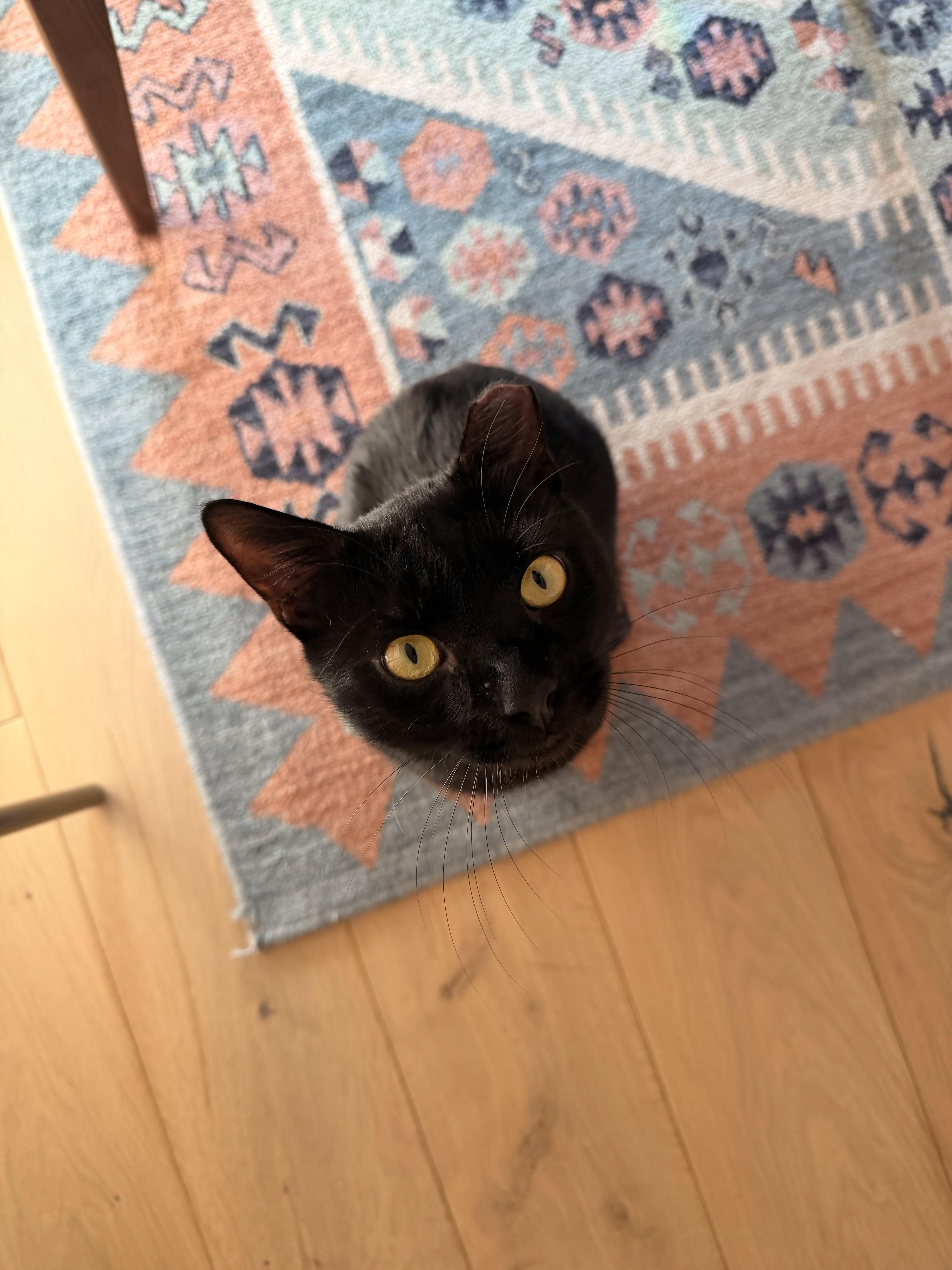 Pumpkin Seed, a Adoptable Domestic Short Hair in Brooklyn, NY image 6/6