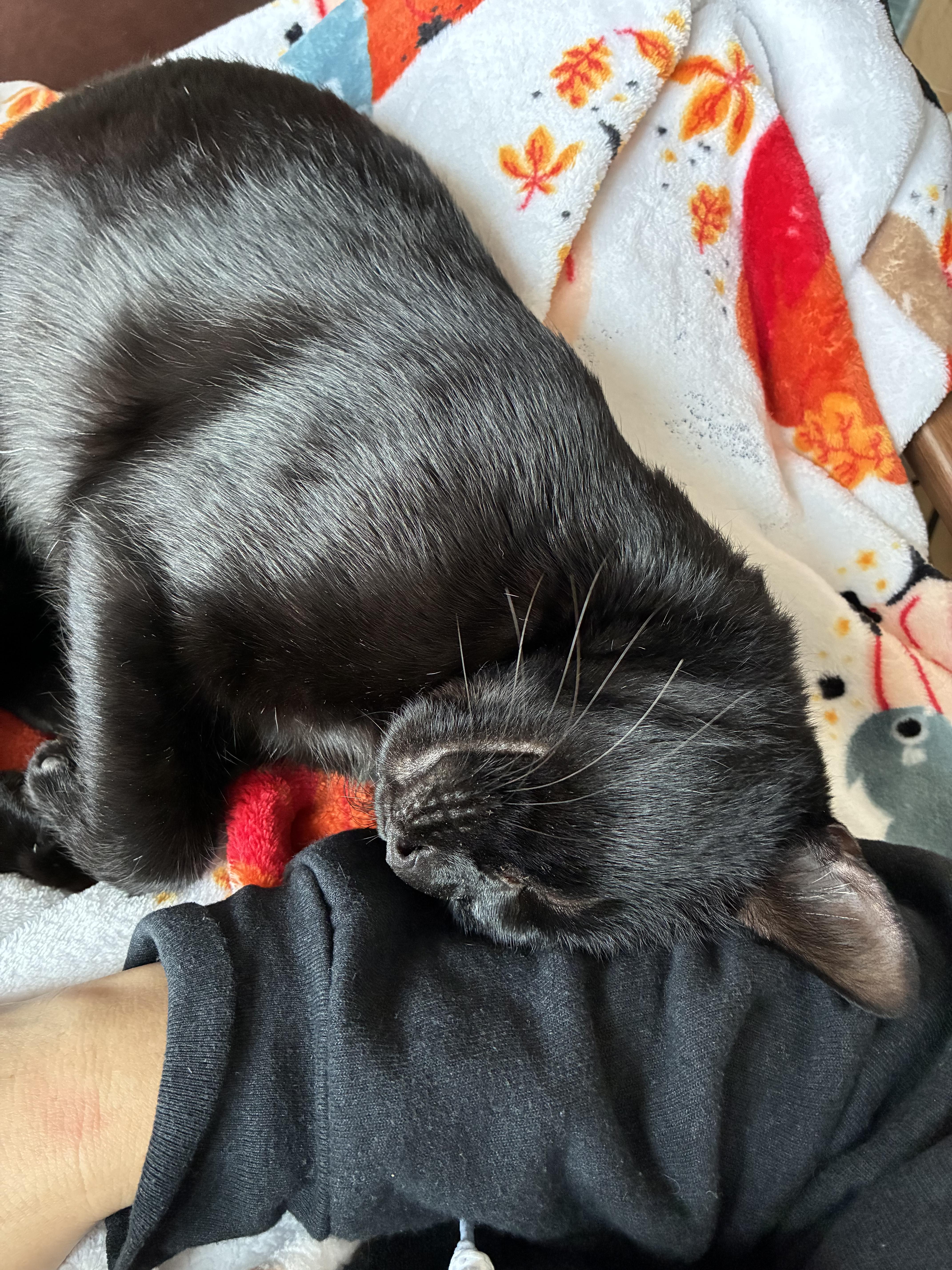 Pumpkin Seed, a Adoptable Domestic Short Hair in Brooklyn, NY image 2/6