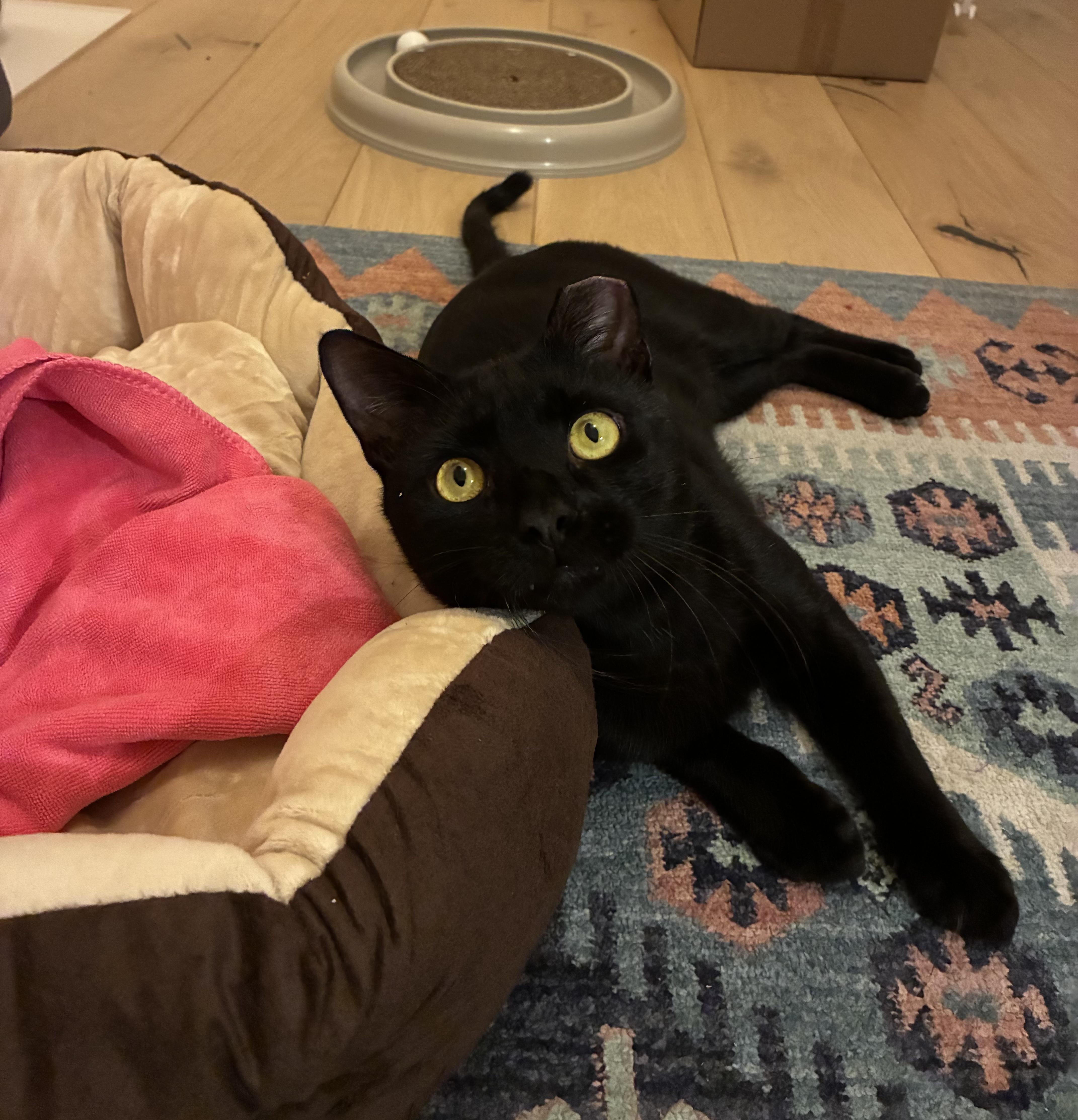 Pumpkin Seed, a Adoptable Domestic Short Hair in Brooklyn, NY image 3/6