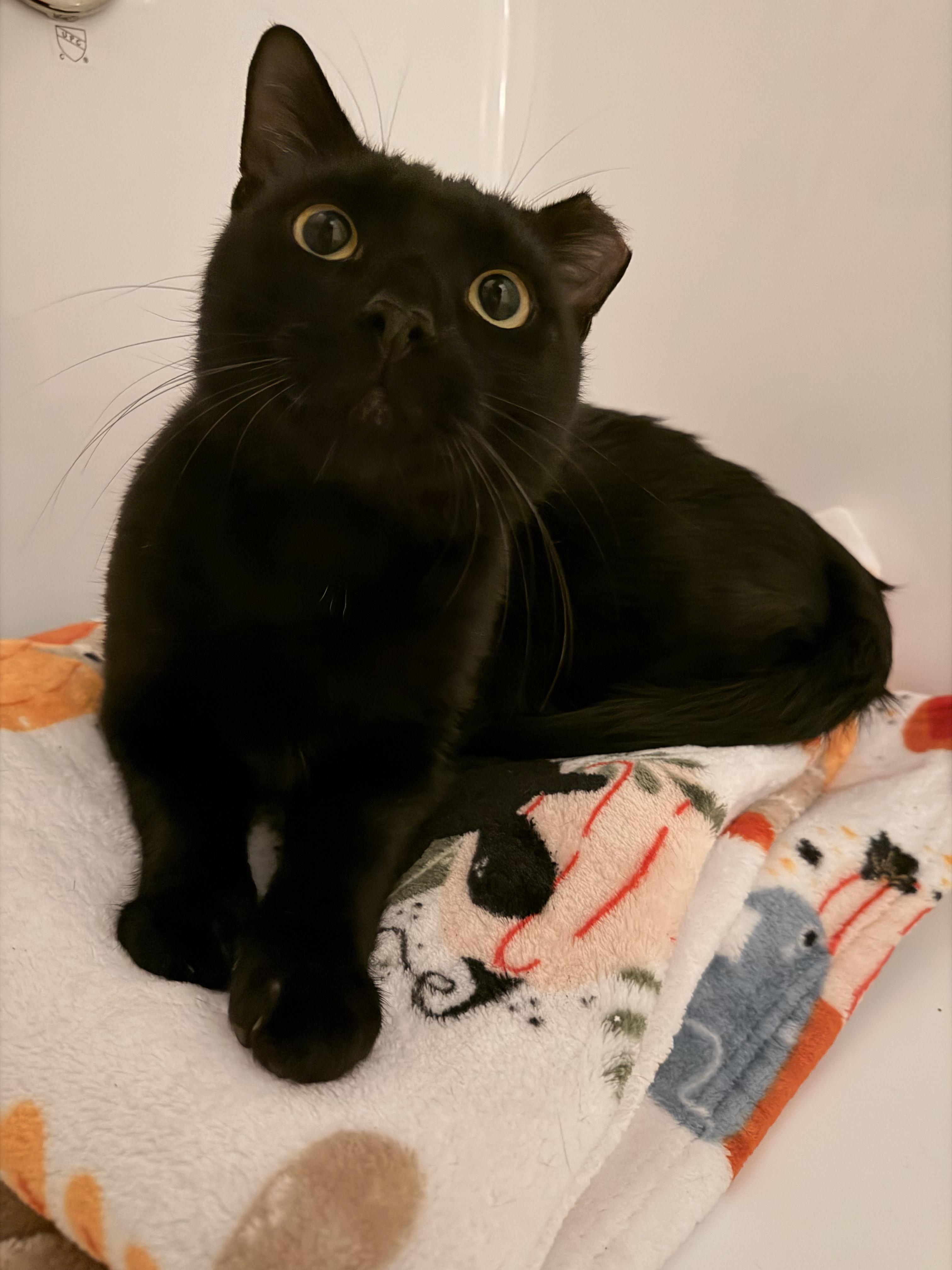 Pumpkin Seed, a Adoptable Domestic Short Hair in Brooklyn, NY image 4/6
