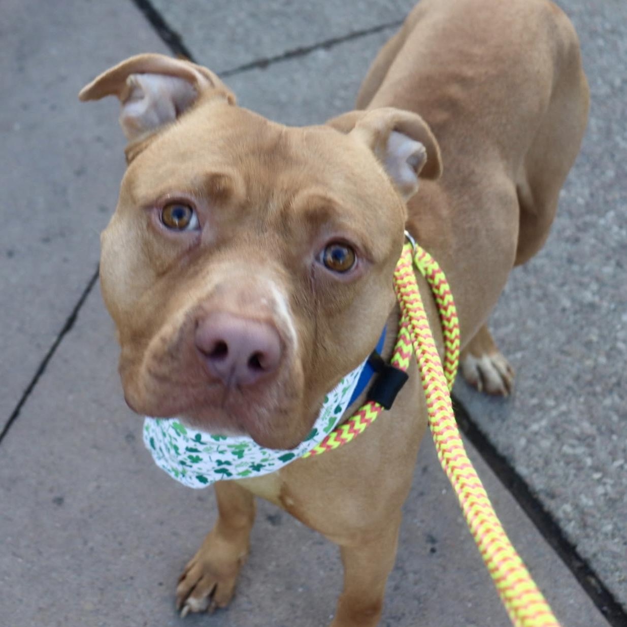 Enlarge Shiloh, a ADOPTABLE mixed breed in Buffalo, NY image 4/6