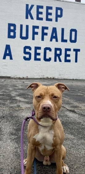 Enlarge Shiloh, an adopted mixed breed in Buffalo, NY image 6/6
