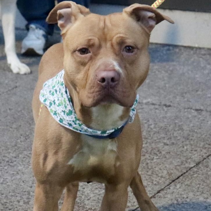 Enlarge Shiloh, a ADOPTABLE mixed breed in Buffalo, NY image 3/6