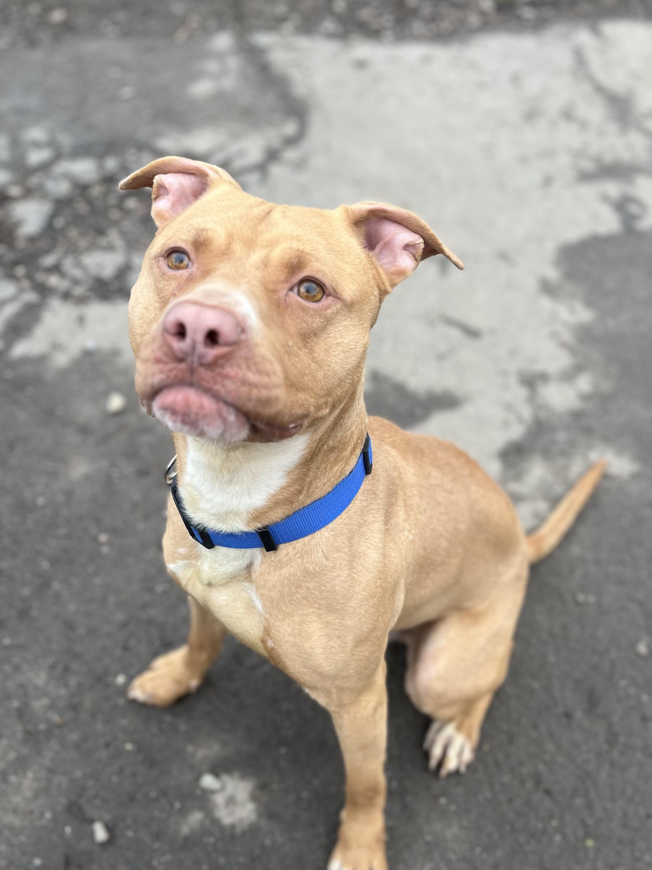 Enlarge Shiloh, a ADOPTABLE mixed breed in Buffalo, NY image 6/6