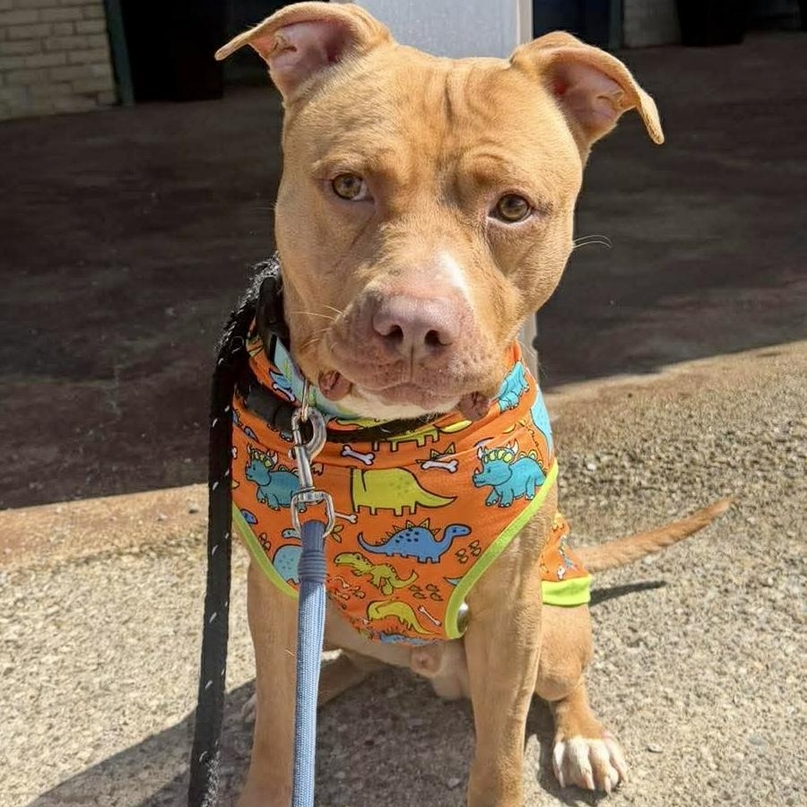 Enlarge Shiloh, an adopted mixed breed in Buffalo, NY image 1/6