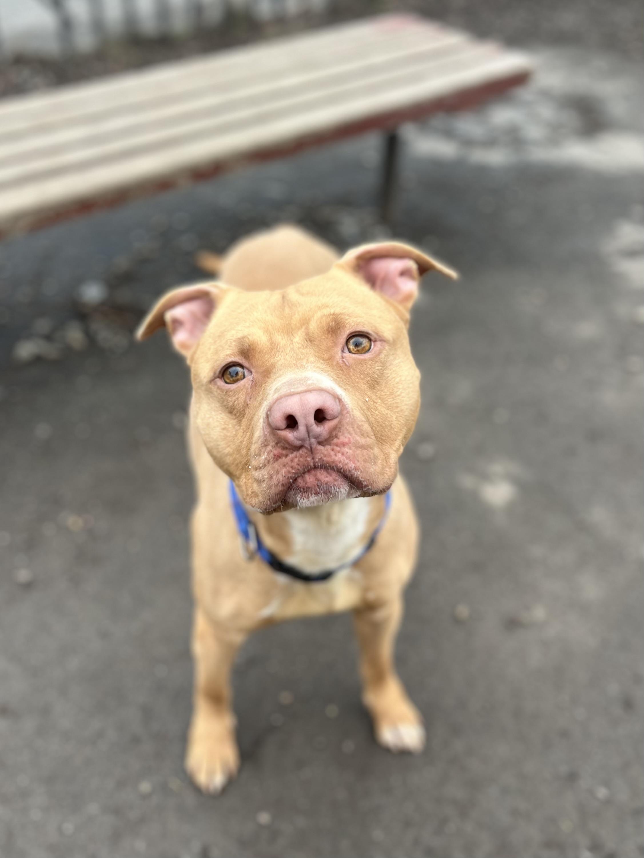 Enlarge Shiloh, a ADOPTABLE mixed breed in Buffalo, NY image 5/6