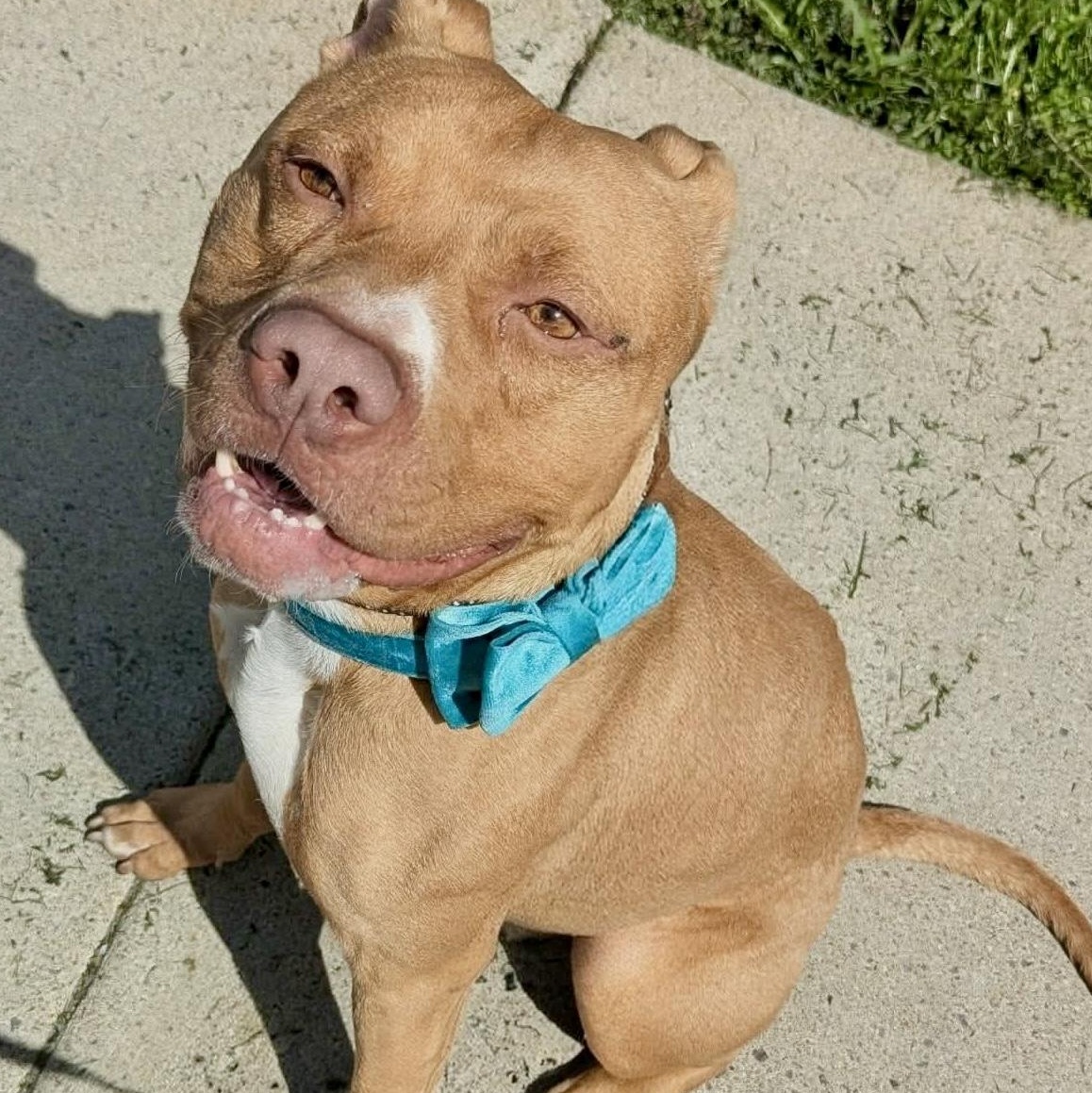 Enlarge Shiloh, an adopted mixed breed in Buffalo, NY image 4/6