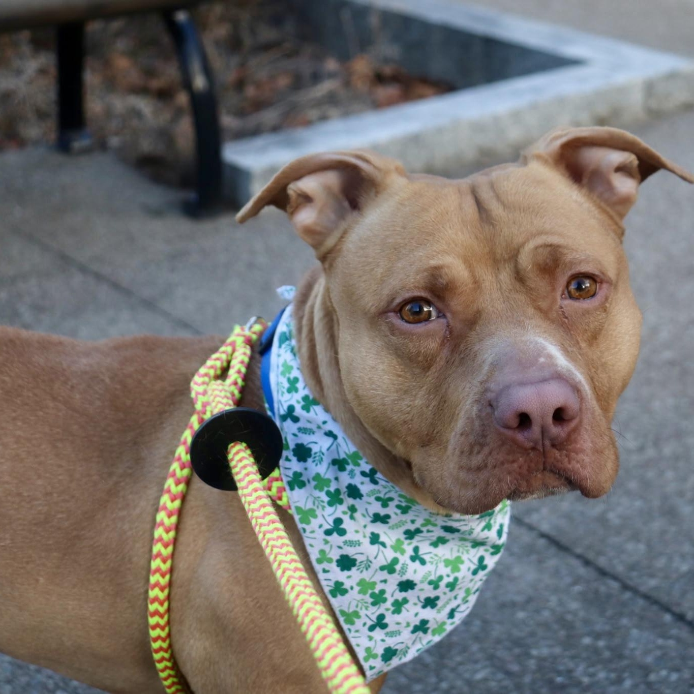 Enlarge Shiloh, a ADOPTABLE mixed breed in Buffalo, NY image 2/6