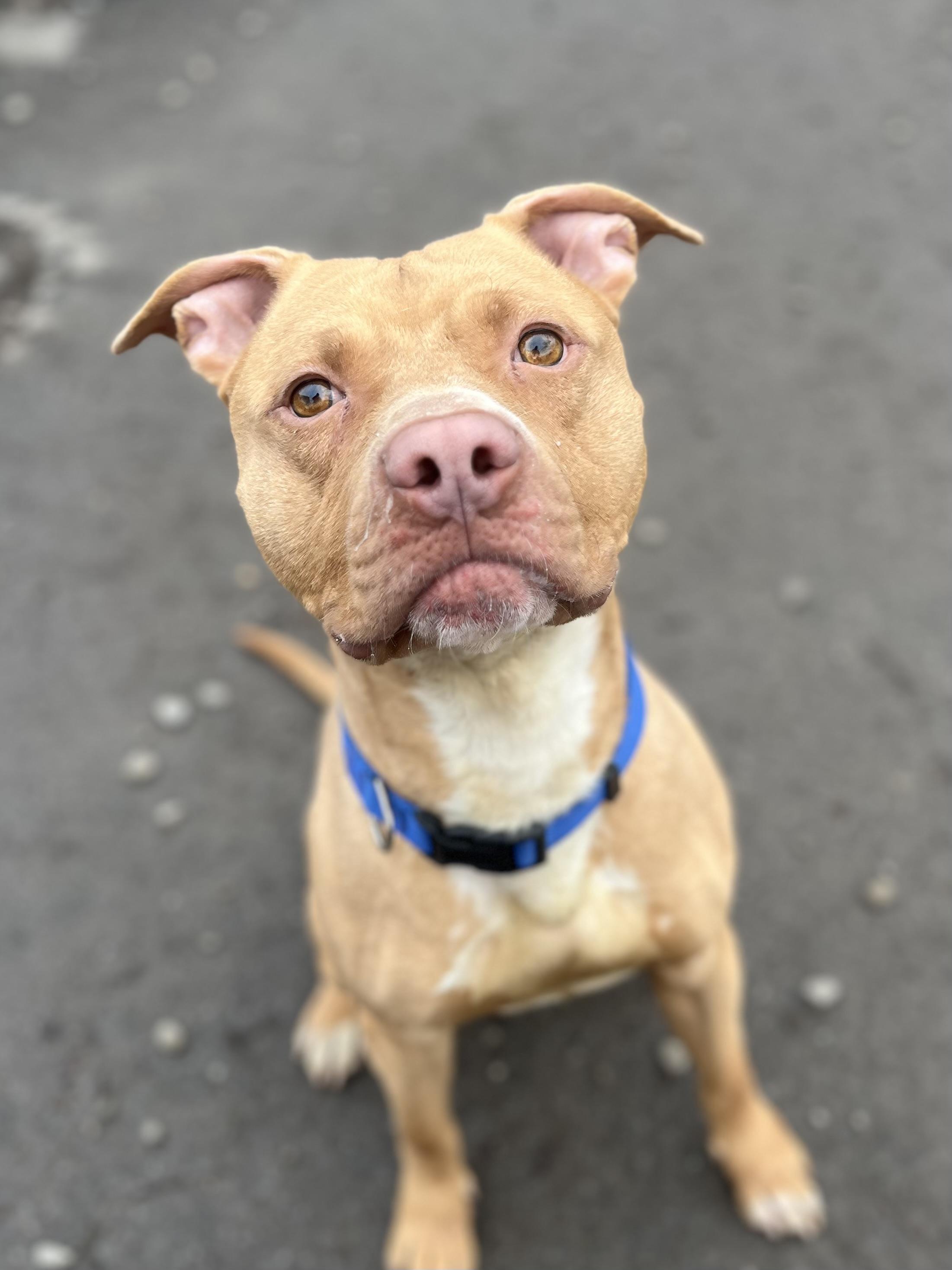 Enlarge Shiloh, a ADOPTABLE mixed breed in Buffalo, NY image 1/6