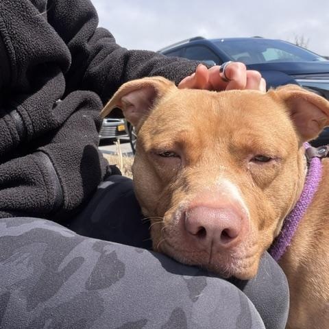 Enlarge Shiloh, an adopted mixed breed in Buffalo, NY image 2/6