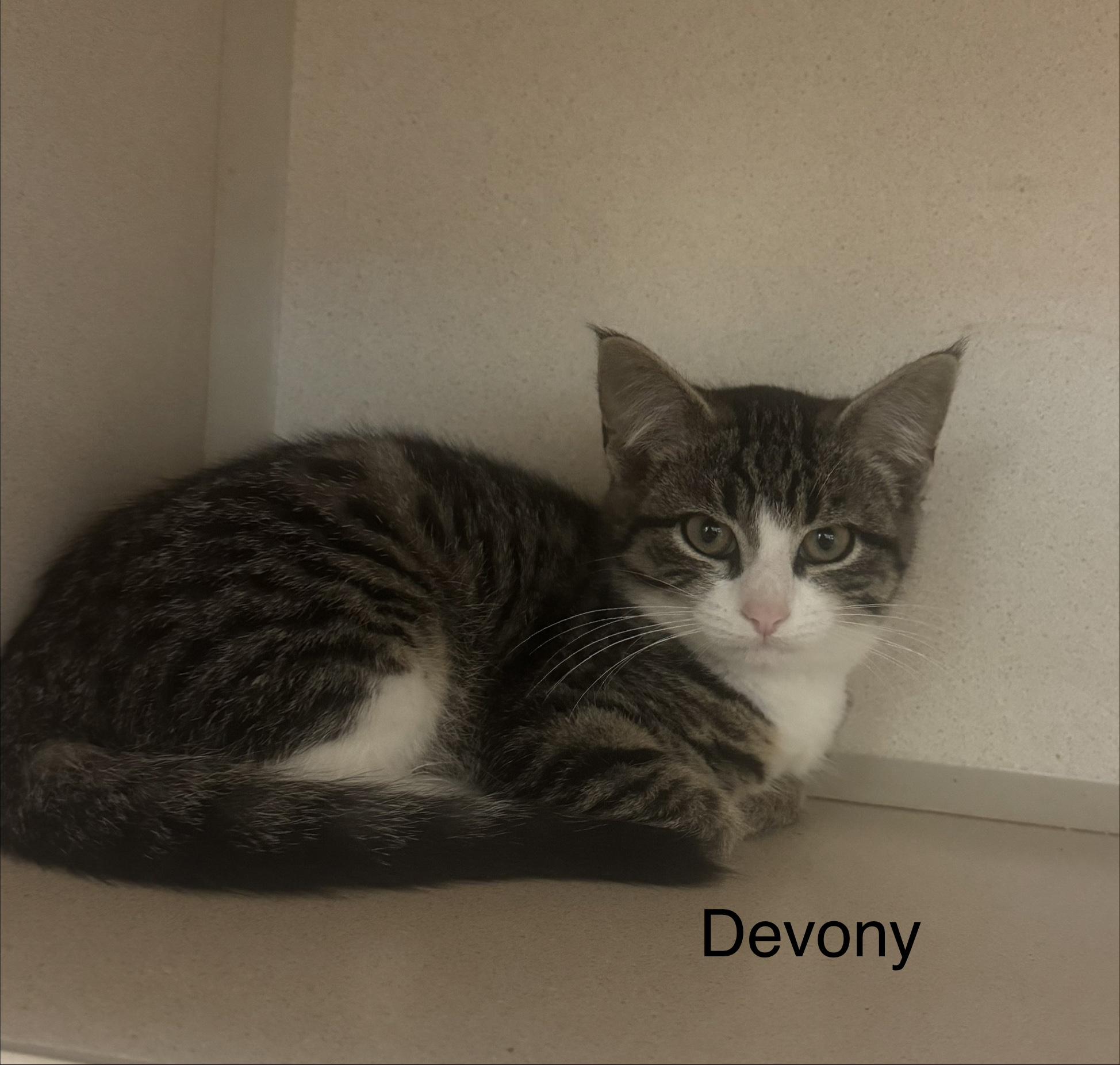 Devony, Adoptable, Kitten Female Domestic Short Hair.