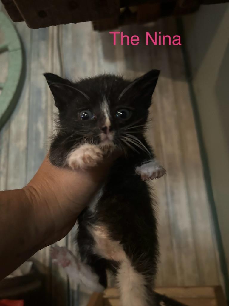 Enlarge The Nina, a Adoptable Domestic Short Hair in Hillsboro, OH image 1/2