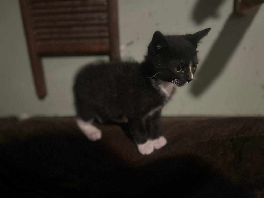 Enlarge The Nina, a Adoptable Domestic Short Hair in Hillsboro, OH image 2/2