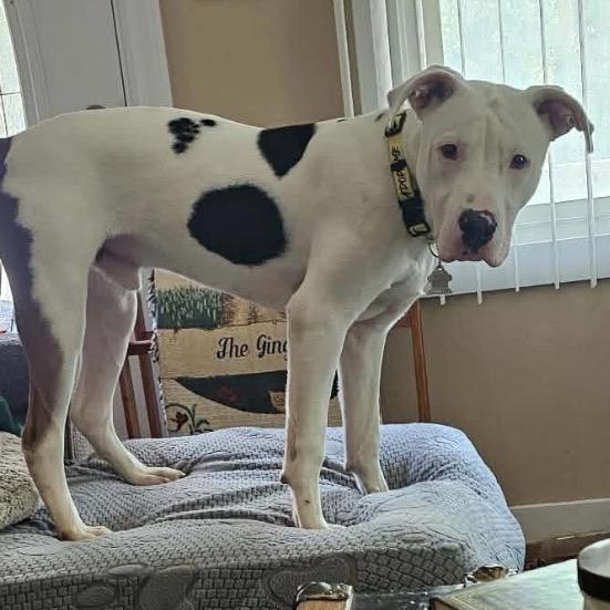Truman, Adoptable, Young Male Pit Bull Terrier & Mixed Breed.